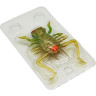 Силиконовая приманка DAIWA Kikker Kikker (3.5см) Mou 07430626